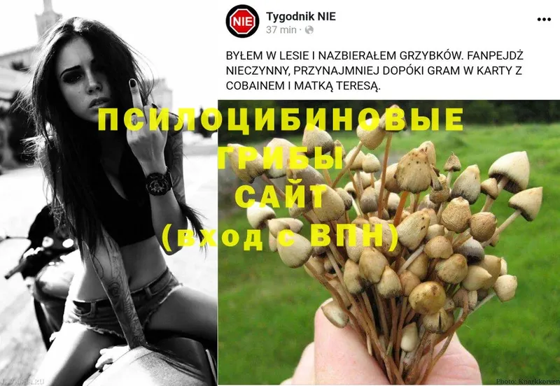 Галлюциногенные грибы Psilocybe  наркошоп  Жуковка 